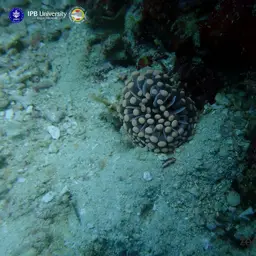 Fat Tentacle Torch Coral, photo 4