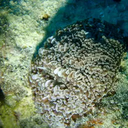 Fat Tentacle Torch Coral, photo 5