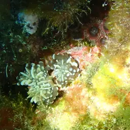 Fat Tentacle Torch Coral, photo 6