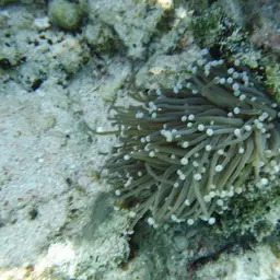 Fat Tentacle Torch Coral, photo 7