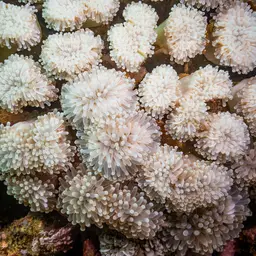 Fat Tentacle Torch Coral, photo 8