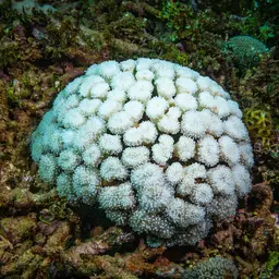 Fat Tentacle Torch Coral, photo 9