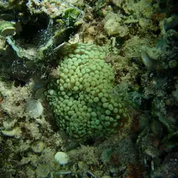Fat Tentacle Torch Coral, photo 10