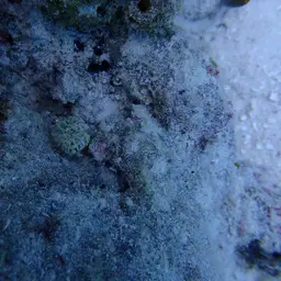 Fat Tentacle Torch Coral, photo 11