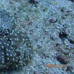 Fat Tentacle Torch Coral, photo 12