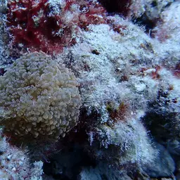 Frogspawn Coral