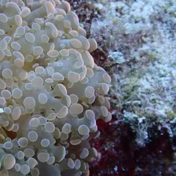 Frogspawn Coral, photo 2