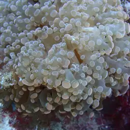 Frogspawn Coral, photo 3