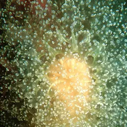 Frogspawn Coral, photo 5