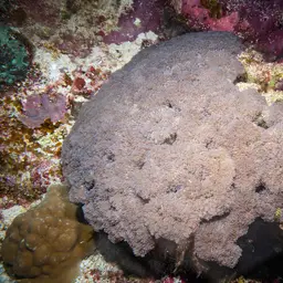 Frogspawn Coral, photo 6