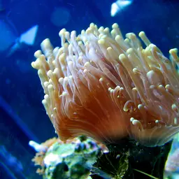 Torch Coral
