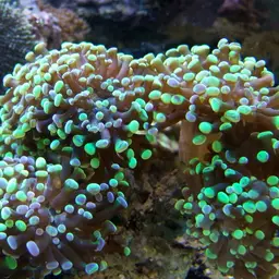 Torch Coral, photo 2