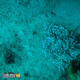 Torch Coral, photo 3