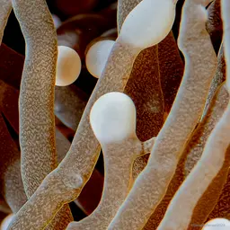 Torch Coral, photo 4