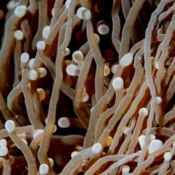 Torch Coral, photo 5