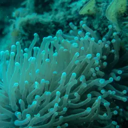 Torch Coral, photo 6
