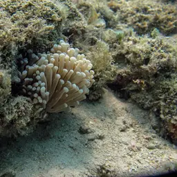Torch Coral, photo 7