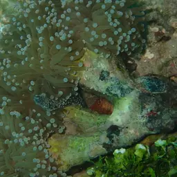 Torch Coral, photo 8