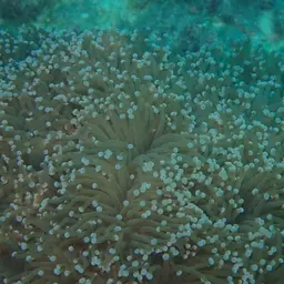 Torch Coral, photo 9