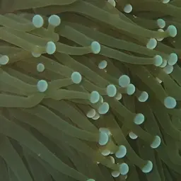 Torch Coral, photo 10
