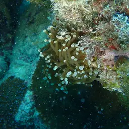 Torch Coral, photo 11