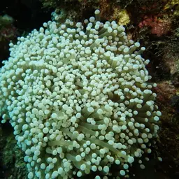 Torch Coral, photo 12