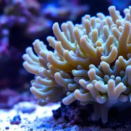 Green Torch Coral, photo 2