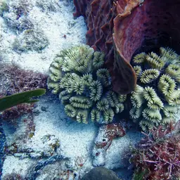 Flower Coral, photo 2