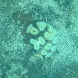 Flower Coral, photo 3