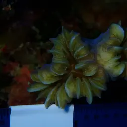 Flower Coral, photo 4
