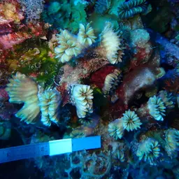 Flower Coral, photo 5