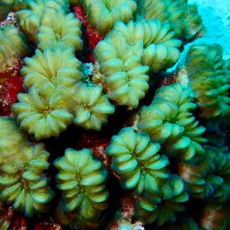 Flower Coral, photo 1