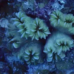 Flower Coral, photo 6