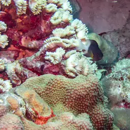 Flower Coral, photo 7