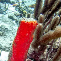 Flower Coral, photo 8