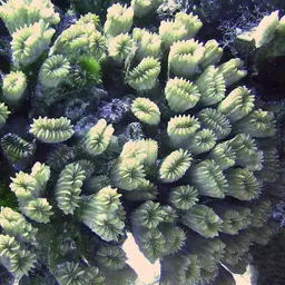 Flower Coral, photo 9