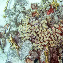 Flower Coral, photo 10