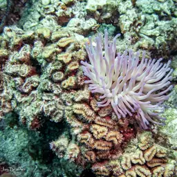 Flower Coral, photo 11