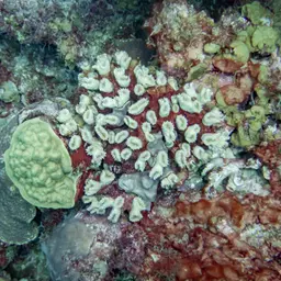 Flower Coral, photo 12