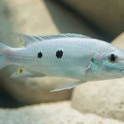 Threespot Torpedo, photo 2