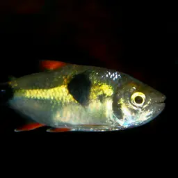 Bucktoothed Tetra
