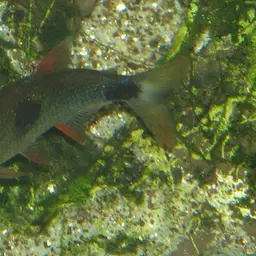 Bucktoothed Tetra, photo 2