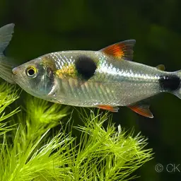 Bucktoothed Tetra, photo 3