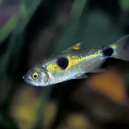Bucktoothed Tetra, photo 4