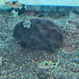 Bucktoothed Tetra, photo 5