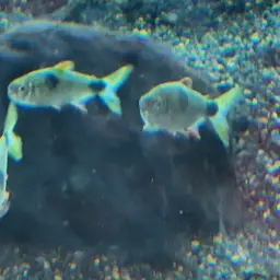 Bucktoothed Tetra, photo 6