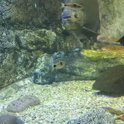 Bucktoothed Tetra, photo 7