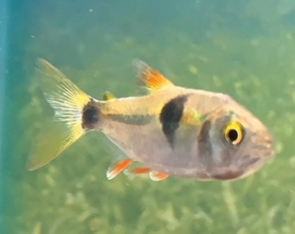 Exodon Fish Bucktoothed Tetra (Exodon paradoxus) · Aquariumpro