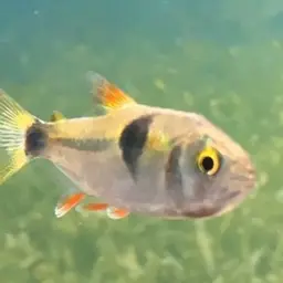 Bucktoothed Tetra, photo 8