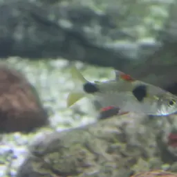 Bucktoothed Tetra, photo 9